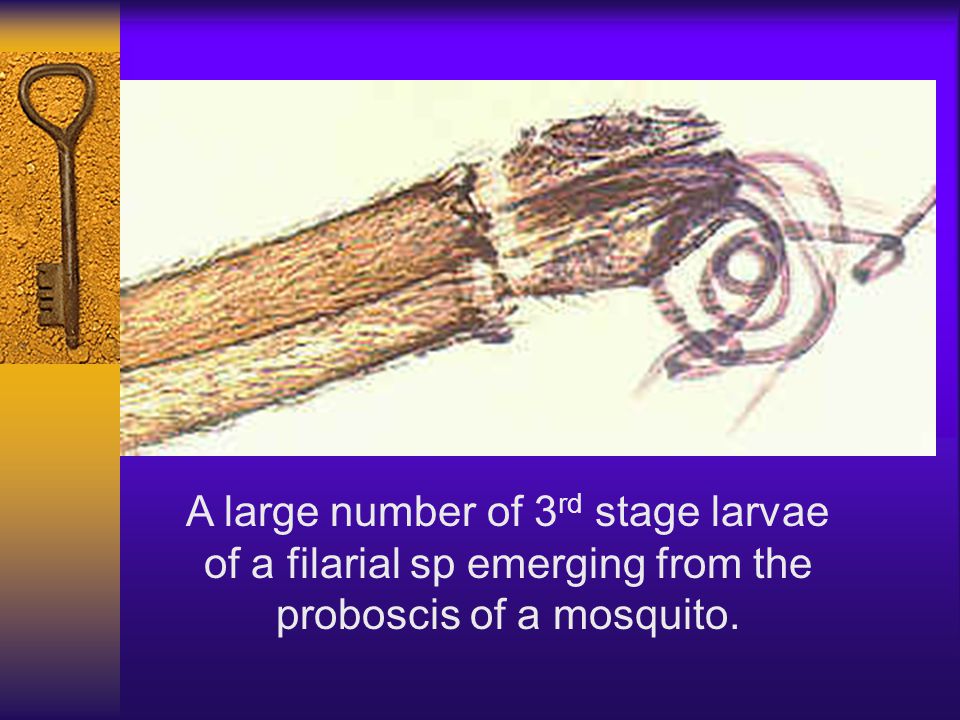 A large number of 3 rd stage larvae of a filarial sp emerging from the proboscis of a mosquito.