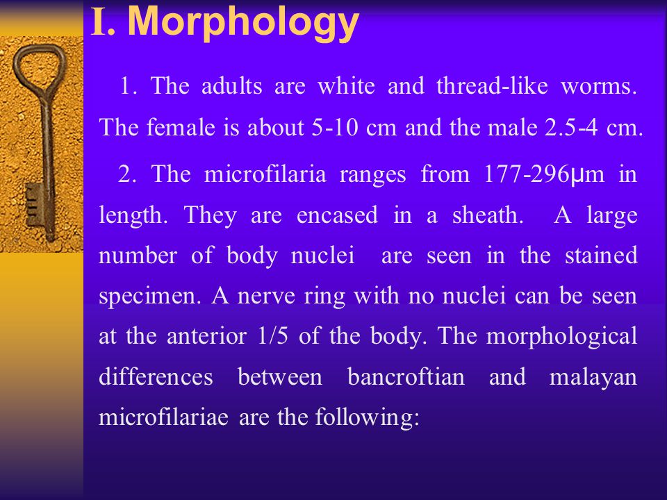 I. Morphology 1. The adults are white and thread-like worms.