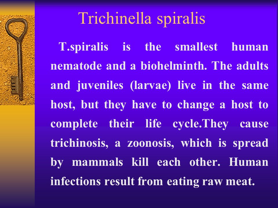 trichinosis biohelminth ősz haj és paraziták