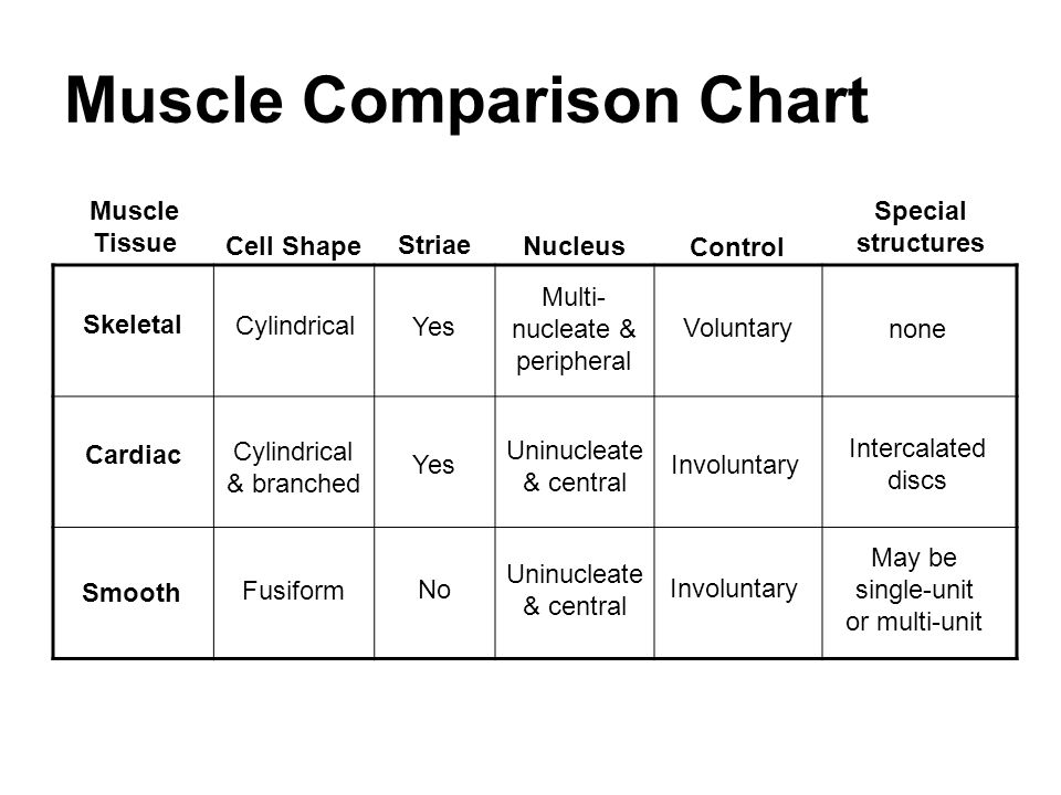 Muscle Types Chart