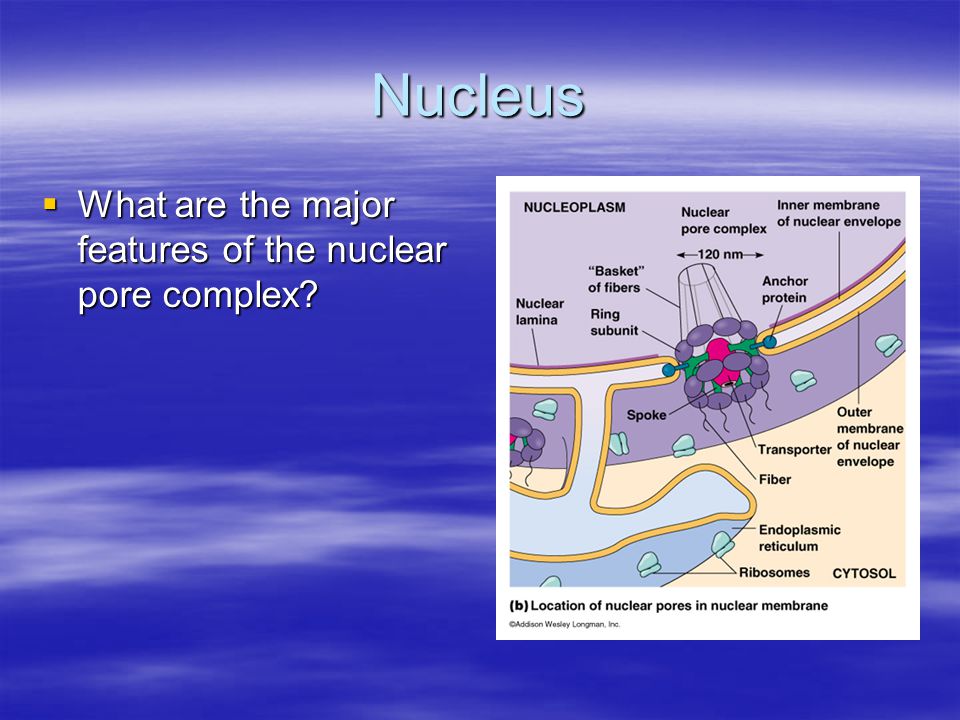 Nucleus  What are the major features of the nuclear pore complex