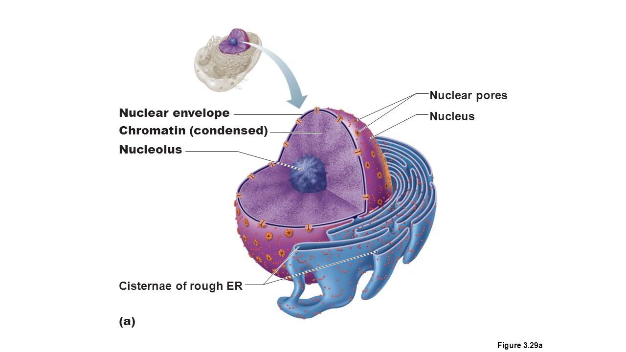 Извлечение соматического ядра клетки