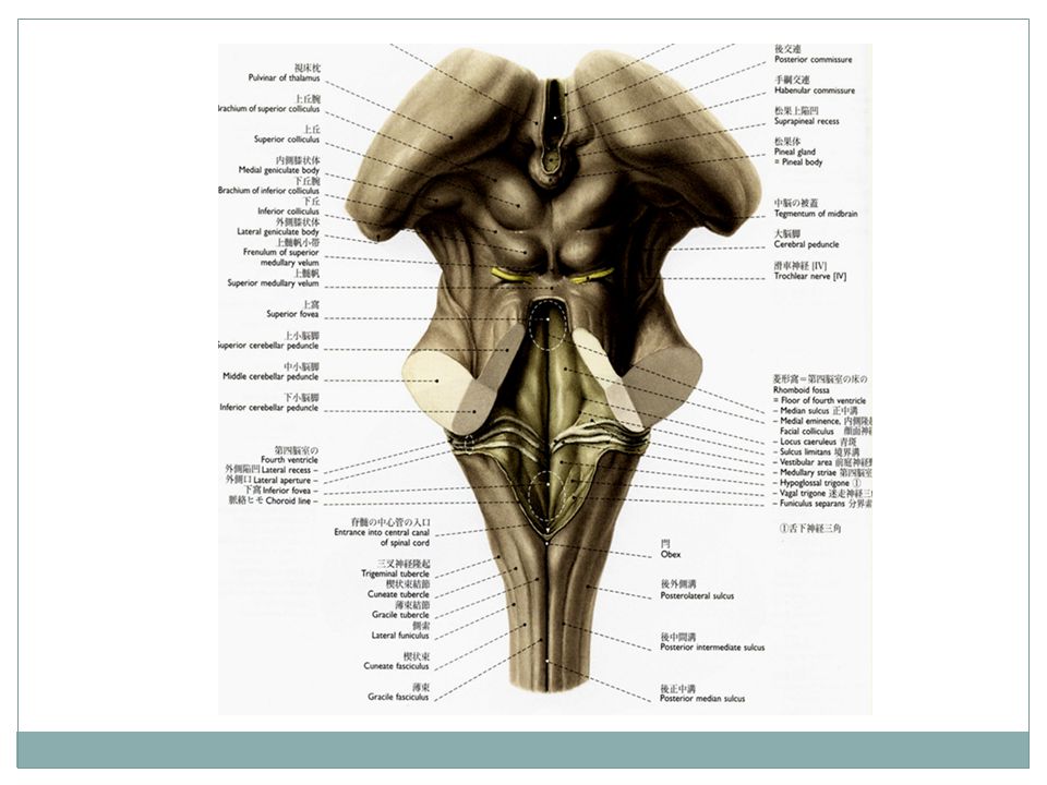 Pons. Pons The base of the pons (basis pontis) contains three components:  fiber bundles of the corticospinal tracts, pontine nuclei. - ppt video  online download