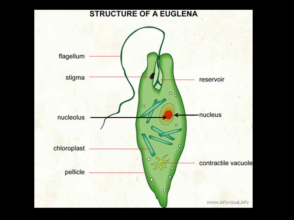 Protists 4 Euglena Amoeba Paramecium Volvox Ppt Video Online Download