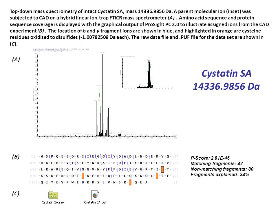 Supplemental Top Down Mass Spectrometry Of Intact Human Salivary Cystatins S S1 And S2 Parent Molecular Ions Were Subjected To Cad On A Hybrid Linear Ppt Download