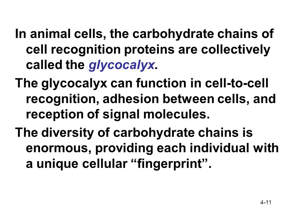 4-11 In animal cells, the carbohydrate chains of cell recognition proteins are collectively called the glycocalyx.