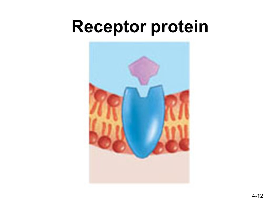 4-12 Receptor protein