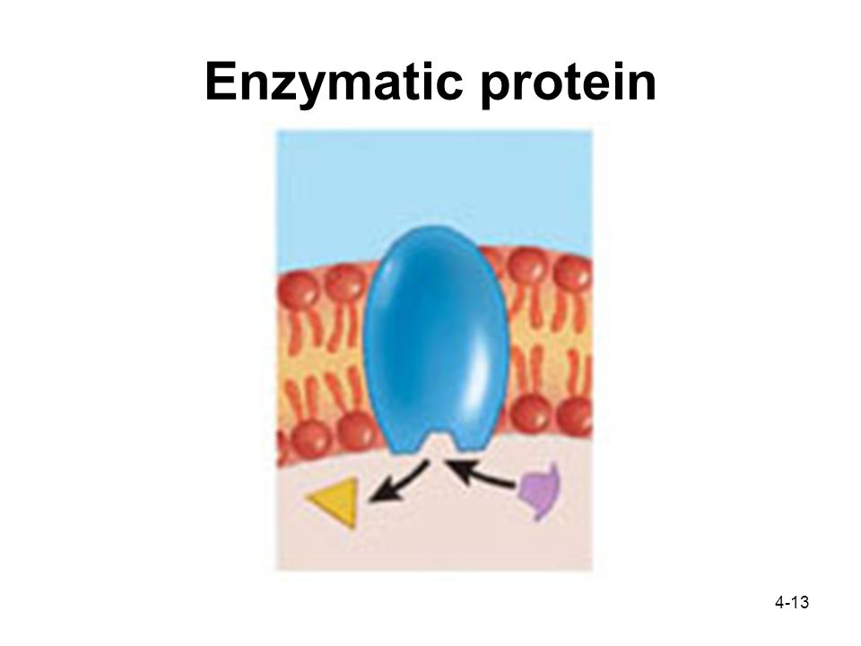 4-13 Enzymatic protein