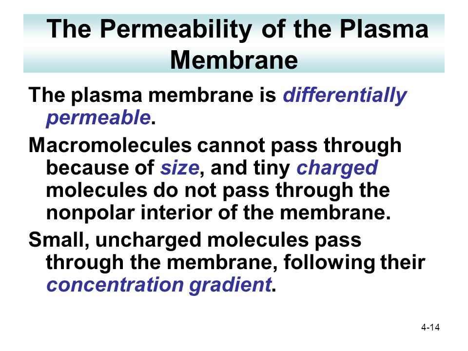 4-14 The Permeability of the Plasma Membrane The plasma membrane is differentially permeable.