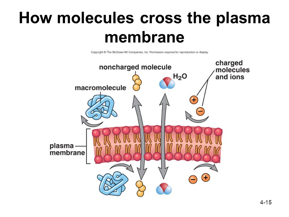 4-15 How molecules cross the plasma membrane