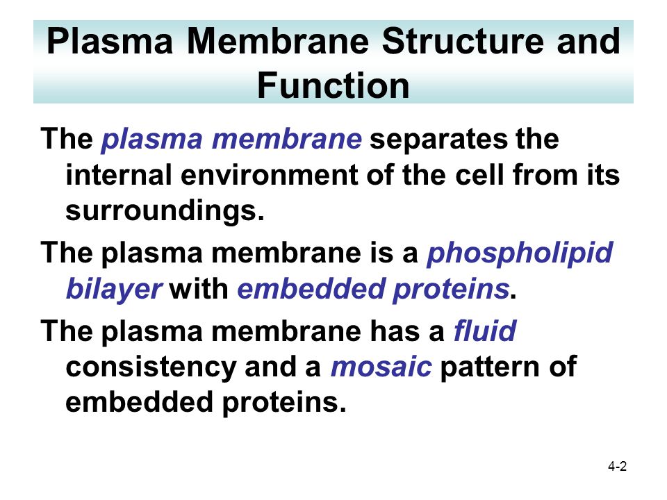4-2 Plasma Membrane Structure and Function The plasma membrane separates the internal environment of the cell from its surroundings.