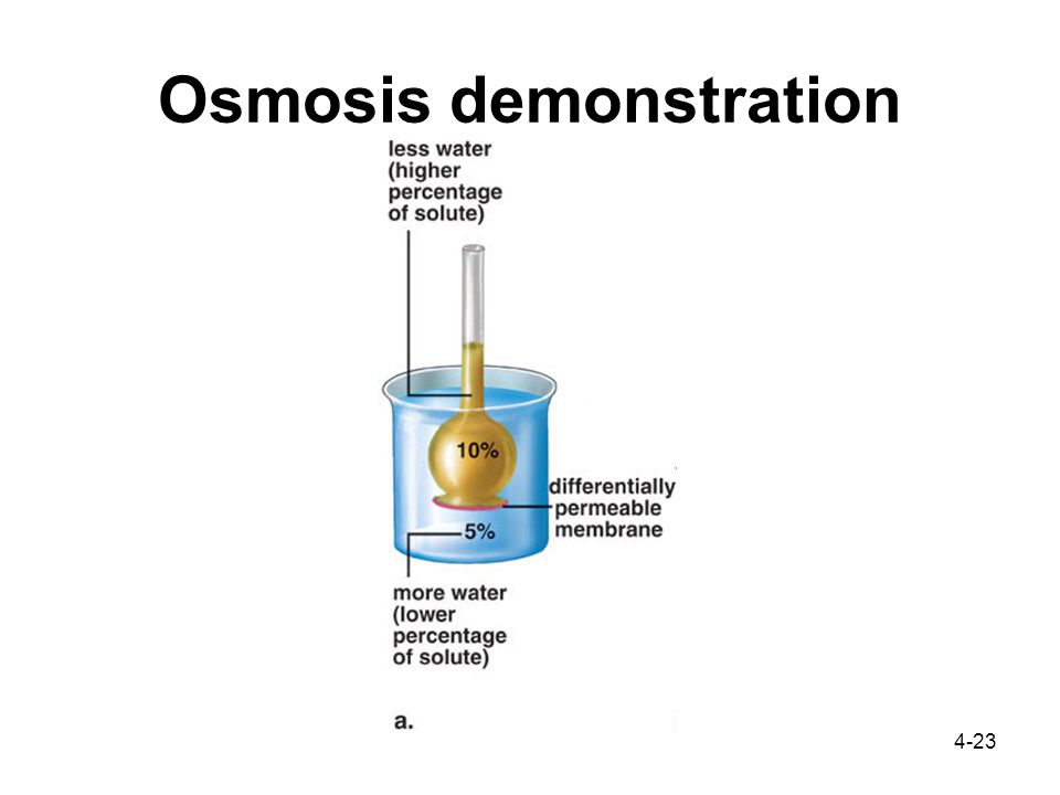 4-23 Osmosis demonstration
