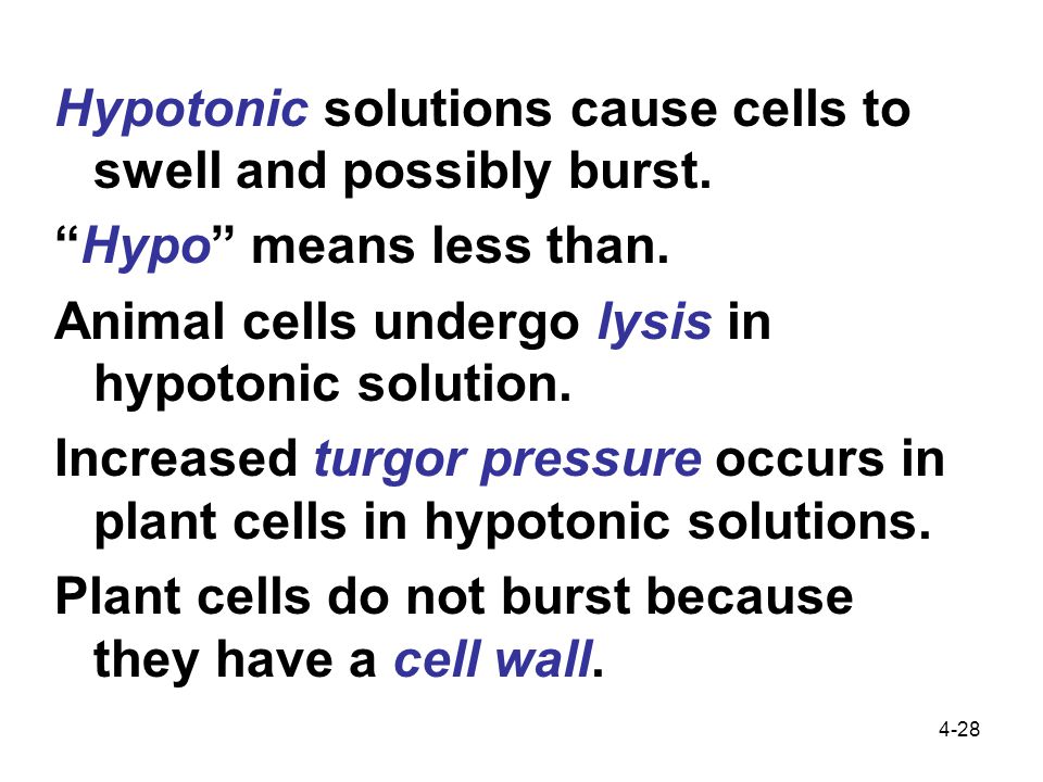 4-28 Hypotonic solutions cause cells to swell and possibly burst.