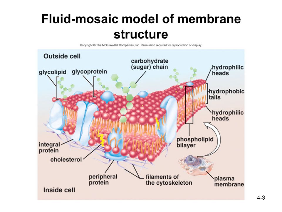 4-3 Fluid-mosaic model of membrane structure