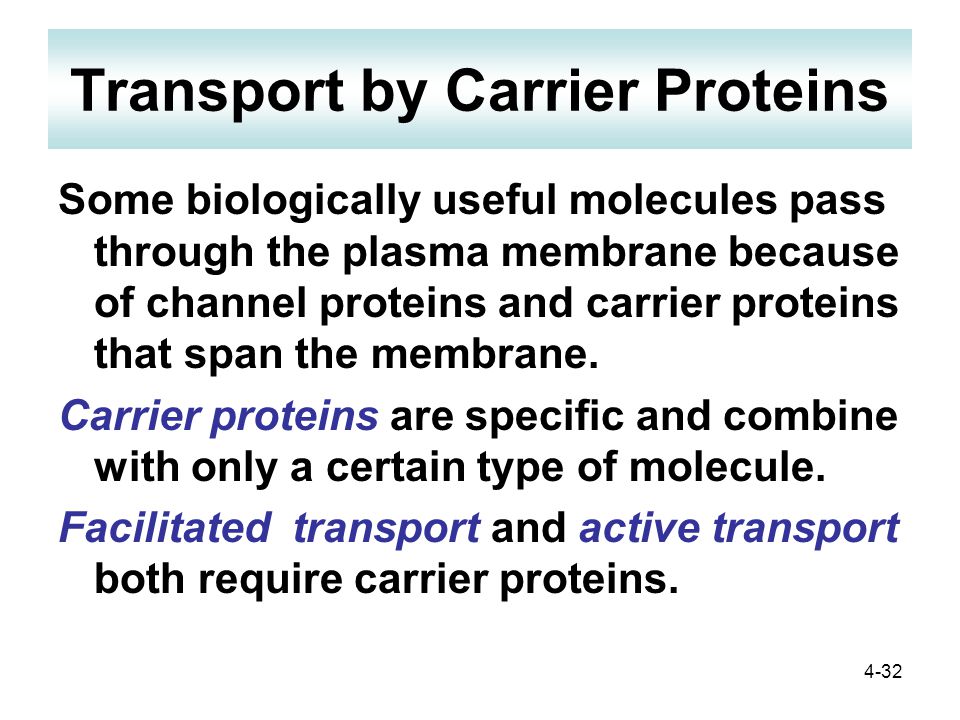 4-32 Transport by Carrier Proteins Some biologically useful molecules pass through the plasma membrane because of channel proteins and carrier proteins that span the membrane.