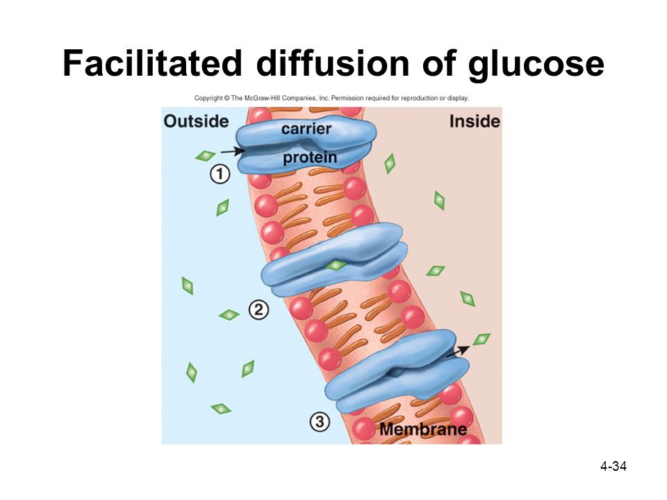 4-34 Facilitated diffusion of glucose