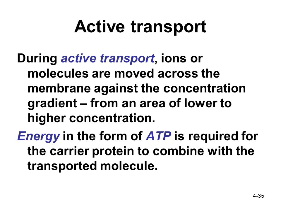 4-35 Active transport During active transport, ions or molecules are moved across the membrane against the concentration gradient – from an area of lower to higher concentration.