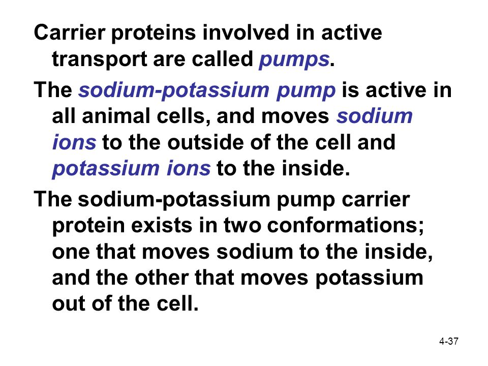 4-37 Carrier proteins involved in active transport are called pumps.