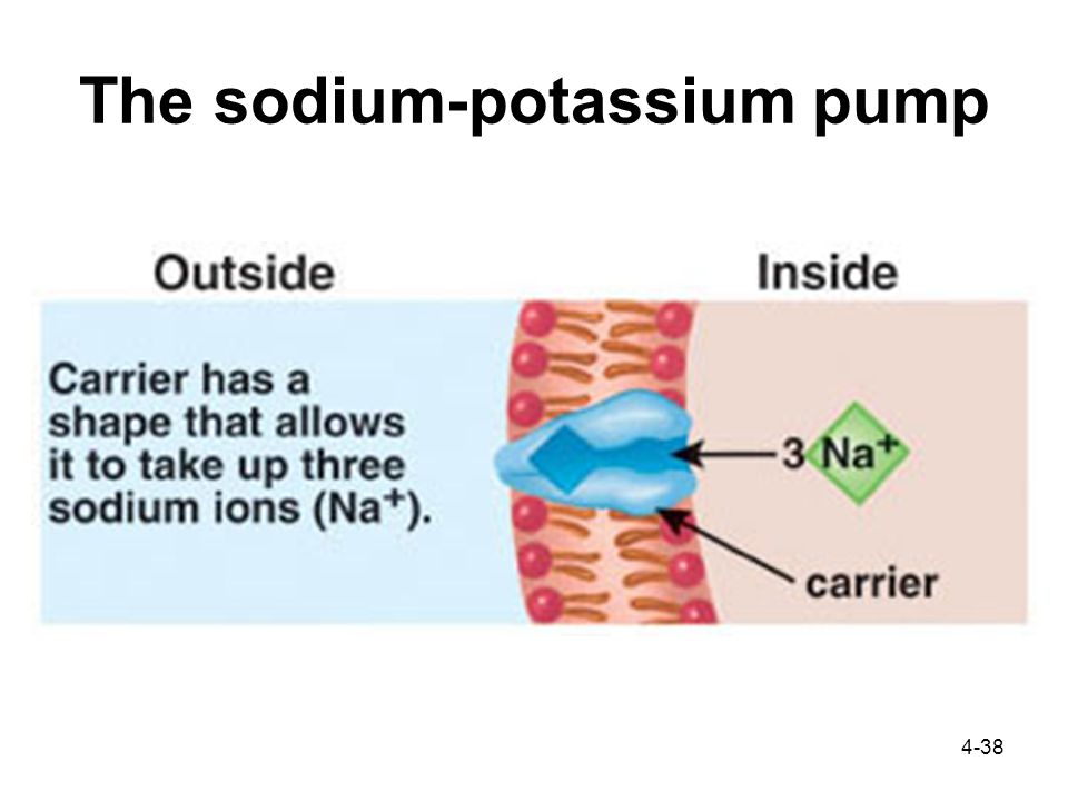 4-38 The sodium-potassium pump