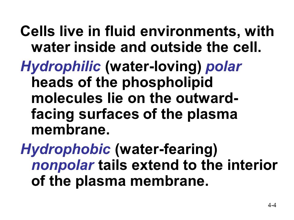 4-4 Cells live in fluid environments, with water inside and outside the cell.