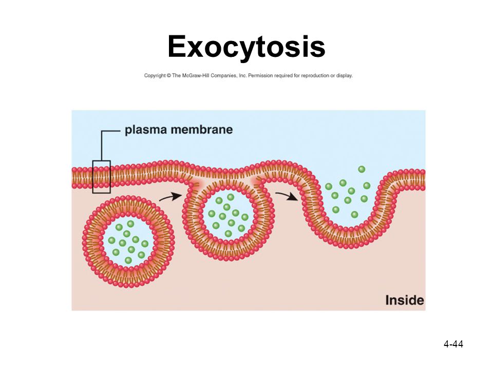 4-44 Exocytosis