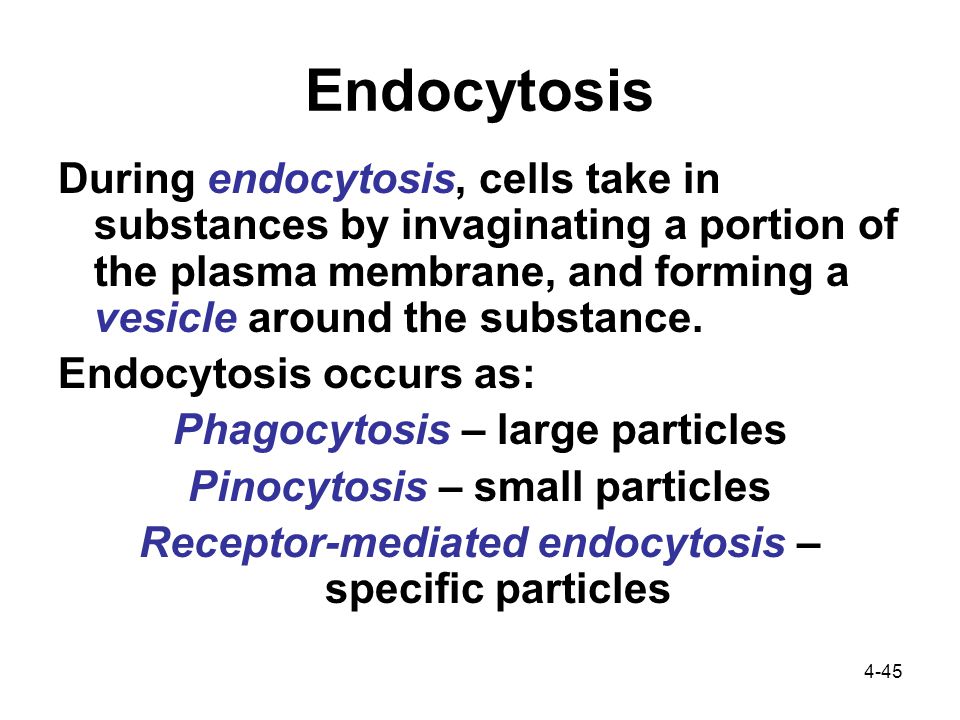4-45 Endocytosis During endocytosis, cells take in substances by invaginating a portion of the plasma membrane, and forming a vesicle around the substance.