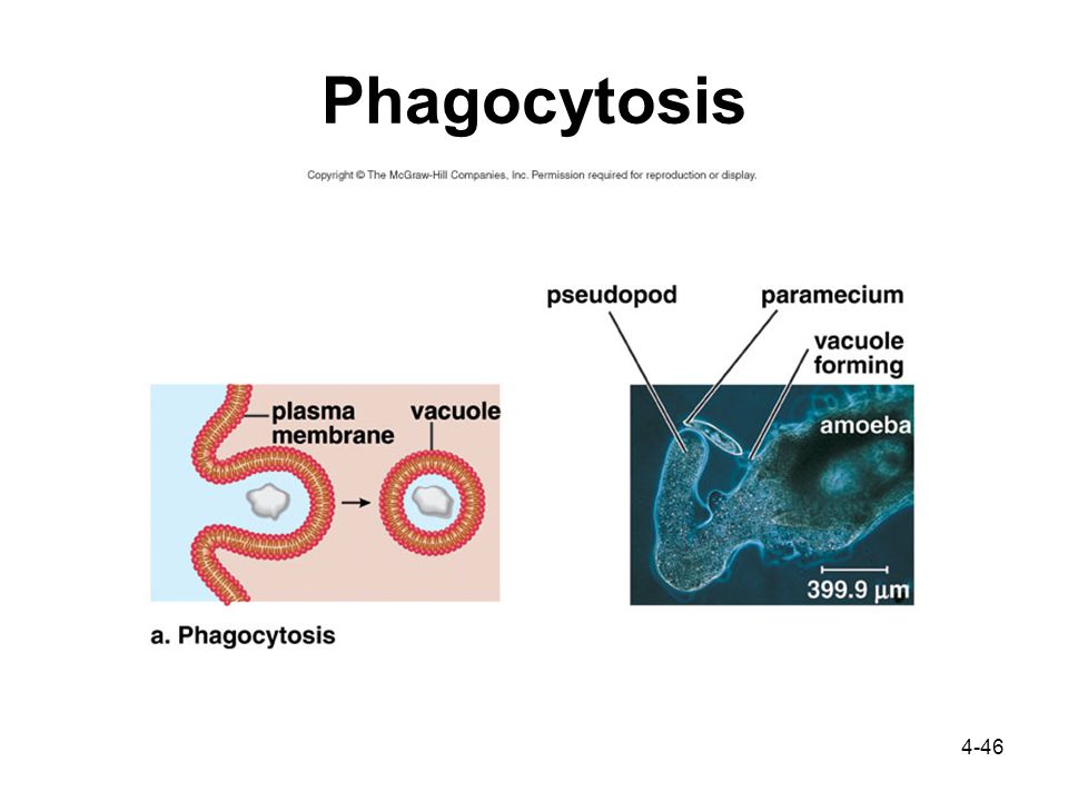 4-46 Phagocytosis