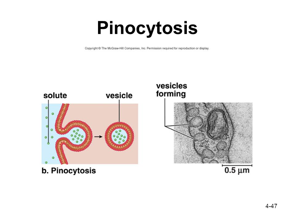 4-47 Pinocytosis