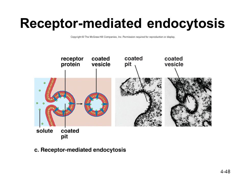 4-48 Receptor-mediated endocytosis
