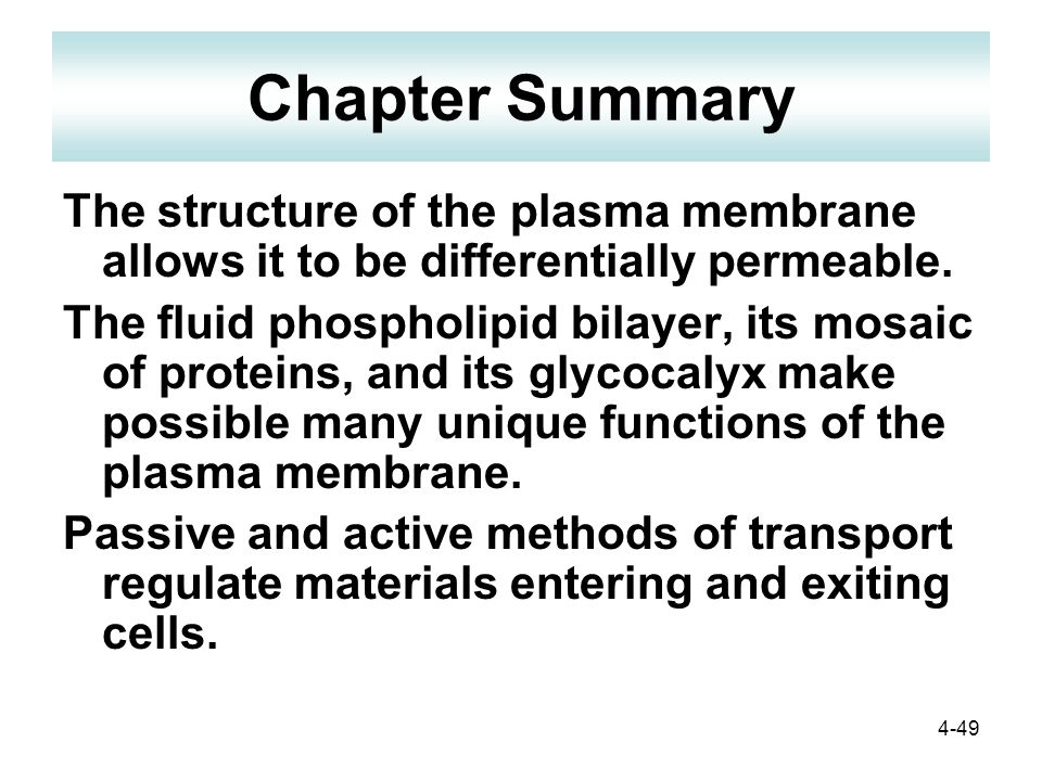 4-49 Chapter Summary The structure of the plasma membrane allows it to be differentially permeable.