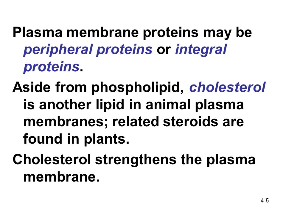 4-5 Plasma membrane proteins may be peripheral proteins or integral proteins.