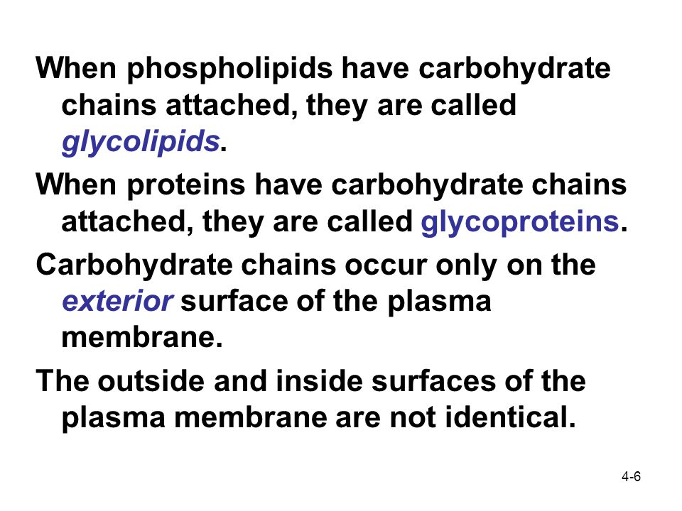 4-6 When phospholipids have carbohydrate chains attached, they are called glycolipids.