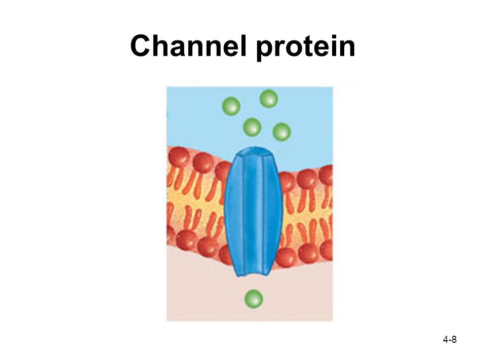 4-8 Channel protein