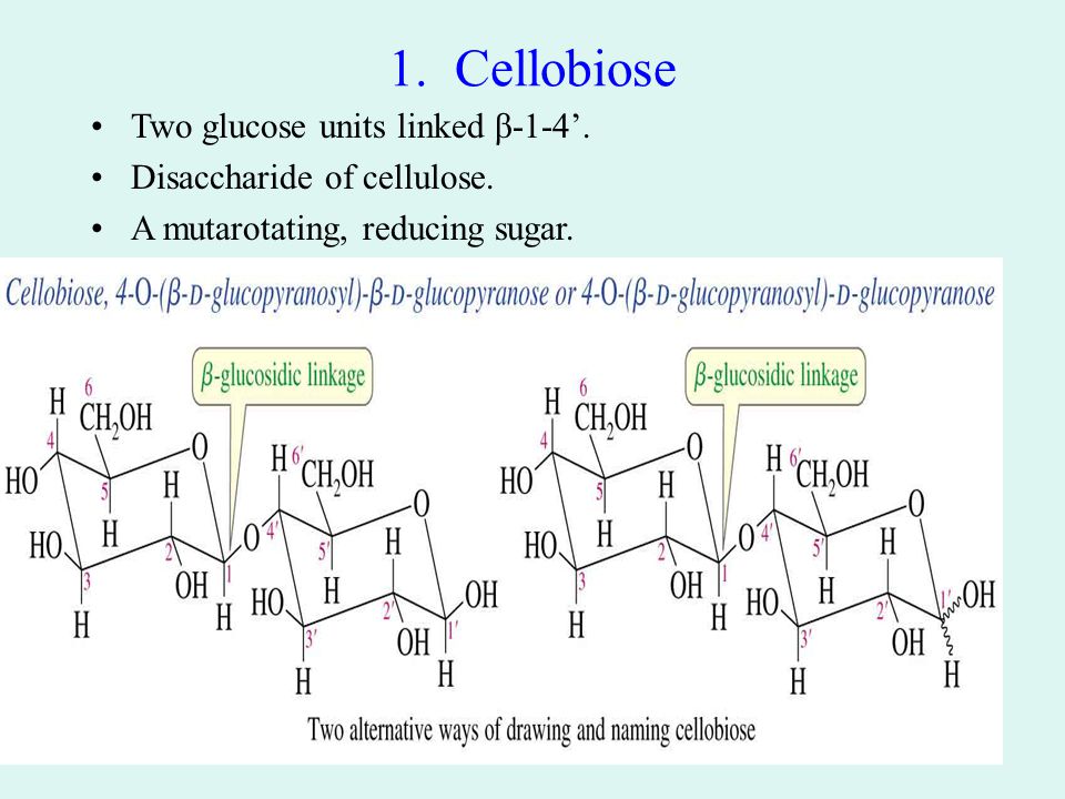 1. Cellobiose Two glucose units linked β-1-4’. Disaccharide of cellulose.