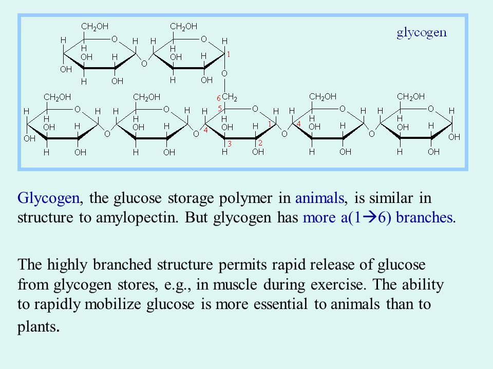 Glycogen, the glucose storage polymer in animals, is similar in structure to amylopectin.