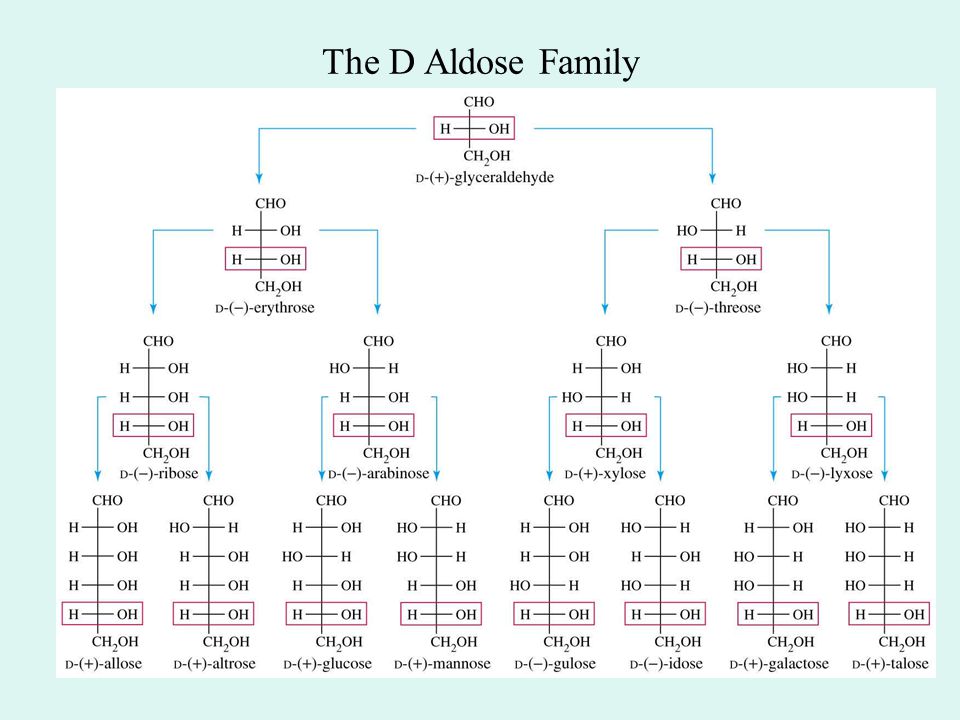 The D Aldose Family =>