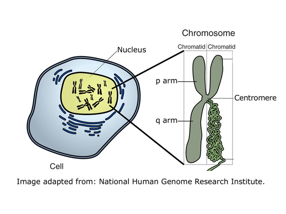 Хромосомы живых клеток. Где находятся хитосомы. Хромосомы внутри клетки.