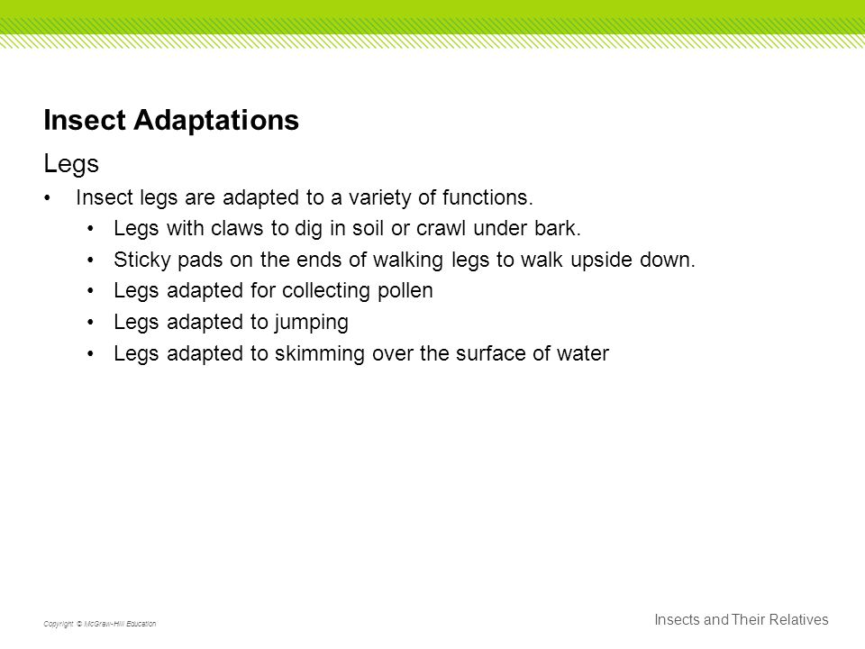 Insect Adaptations Legs Insect legs are adapted to a variety of functions.