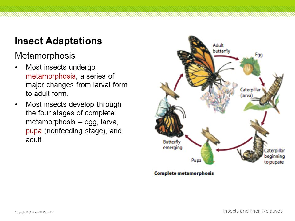 Insect Adaptations Metamorphosis Most insects undergo metamorphosis, a series of major changes from larval form to adult form.