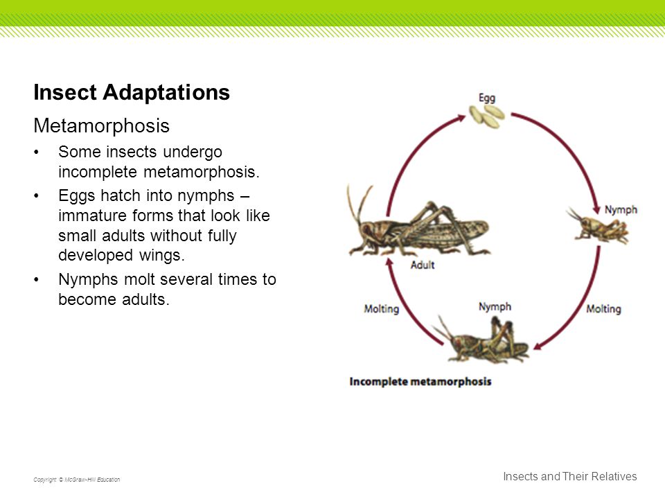Insect Adaptations Metamorphosis Some insects undergo incomplete metamorphosis.