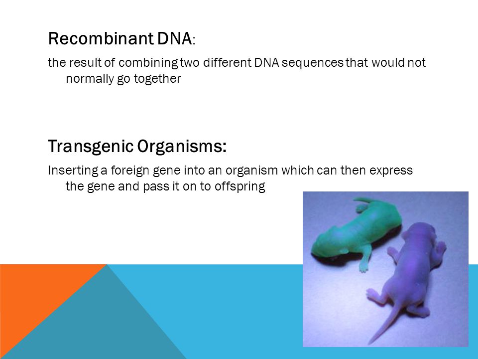 Recombinant DNA : the result of combining two different DNA sequences that would not normally go together Transgenic Organisms: Inserting a foreign gene into an organism which can then express the gene and pass it on to offspring