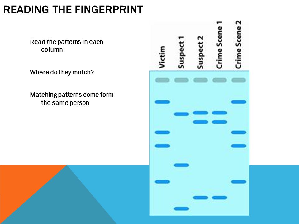 READING THE FINGERPRINT Read the patterns in each column Where do they match.