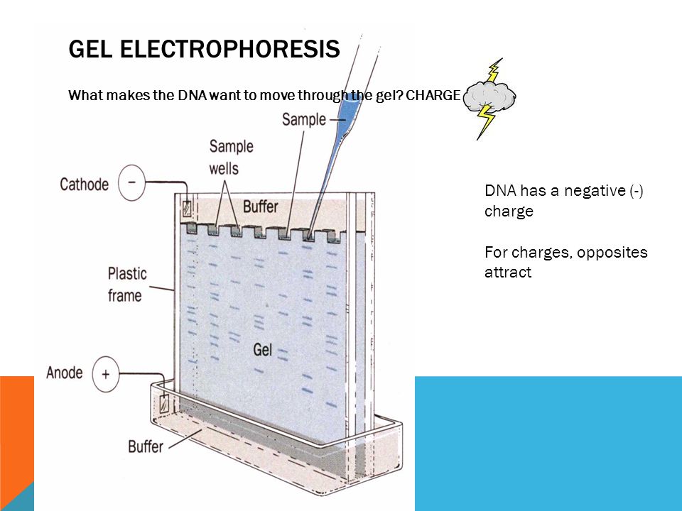 GEL ELECTROPHORESIS What makes the DNA want to move through the gel.