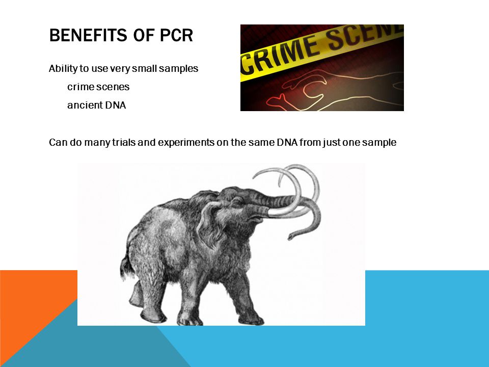 BENEFITS OF PCR Ability to use very small samples crime scenes ancient DNA Can do many trials and experiments on the same DNA from just one sample