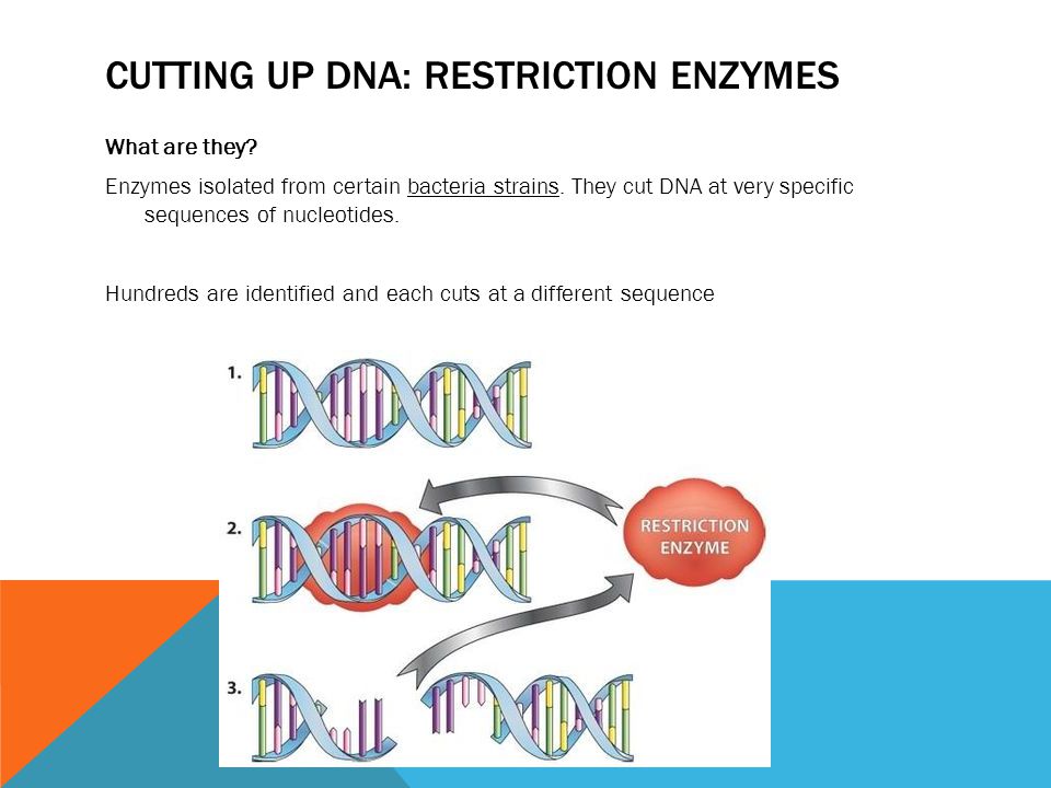 CUTTING UP DNA: RESTRICTION ENZYMES What are they.