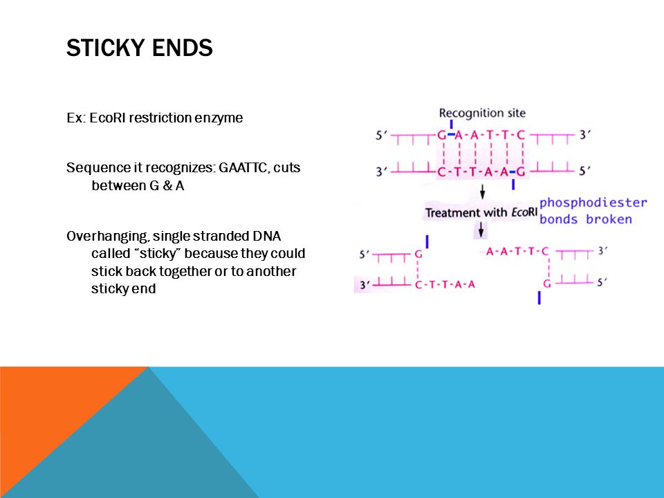 STICKY ENDS Ex: EcoRI restriction enzyme Sequence it recognizes: GAATTC, cuts between G & A Overhanging, single stranded DNA called sticky because they could stick back together or to another sticky end