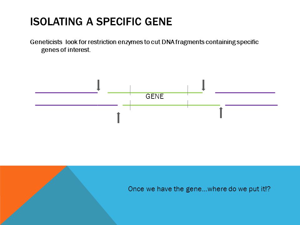 ISOLATING A SPECIFIC GENE Geneticists look for restriction enzymes to cut DNA fragments containing specific genes of interest.