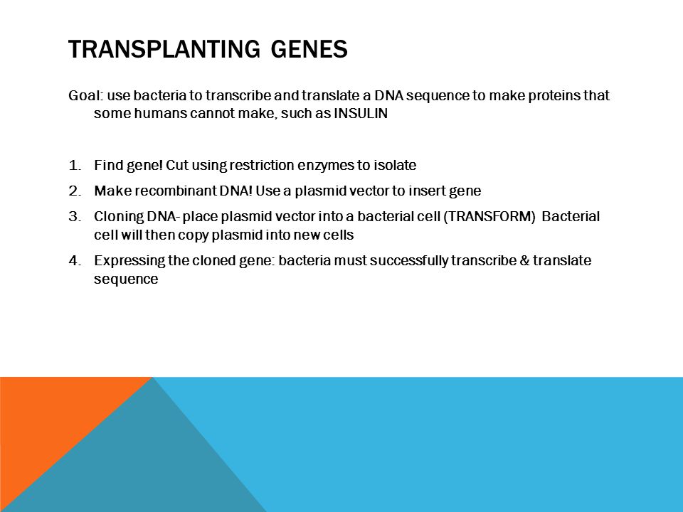 TRANSPLANTING GENES Goal: use bacteria to transcribe and translate a DNA sequence to make proteins that some humans cannot make, such as INSULIN 1.Find gene.