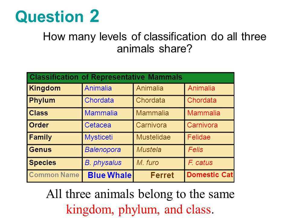 All of these organisms are animals and belong in Kingdom Animalia 1. If you  had to classify these organisms into two groups, what would your  categories. - ppt download