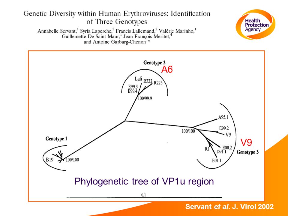 Servant et al. J. Virol 2002 V9 A6 Phylogenetic tree of VP1u region